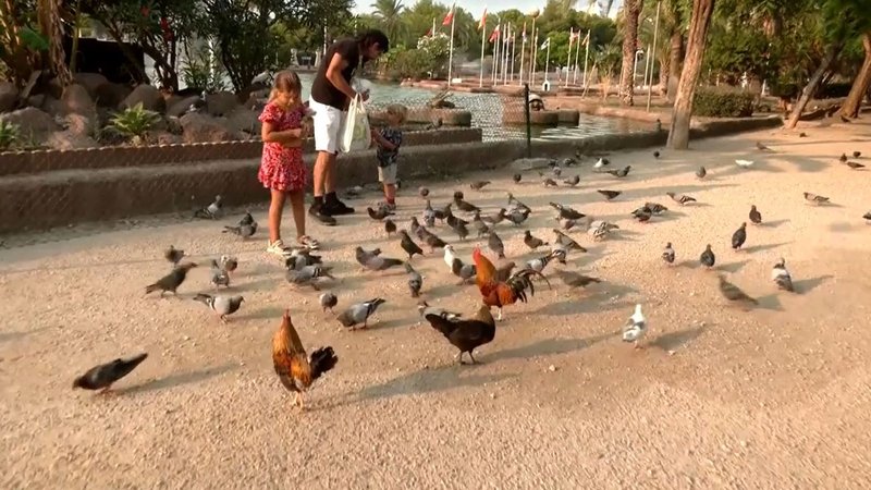 Chicken road online - Descubre el Juego Relevante de la Carretera Chicken en España Online