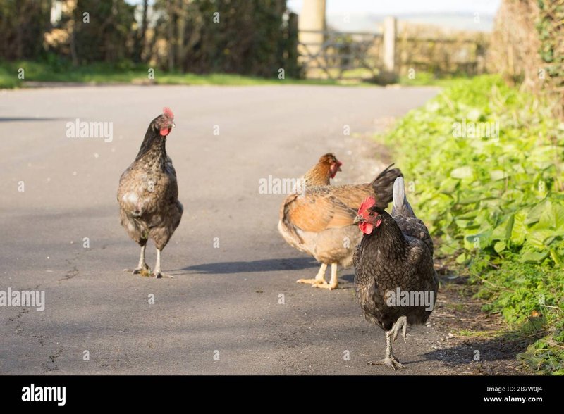 Image: Spelers Genieten van Chicken Road: Zo Speel je dit Online Gokspel met Succes